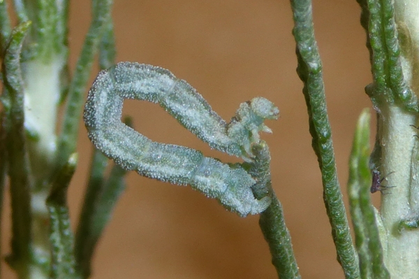 Microloxia herbaria, Geometridae